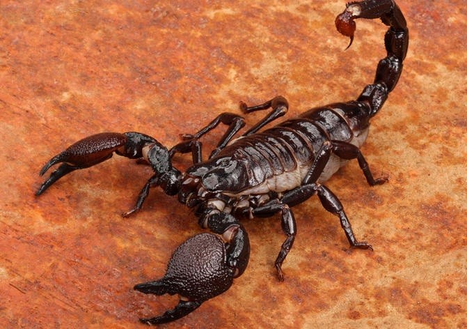 Ukus skorpiona simptomy i pervaya pomosch 1 7